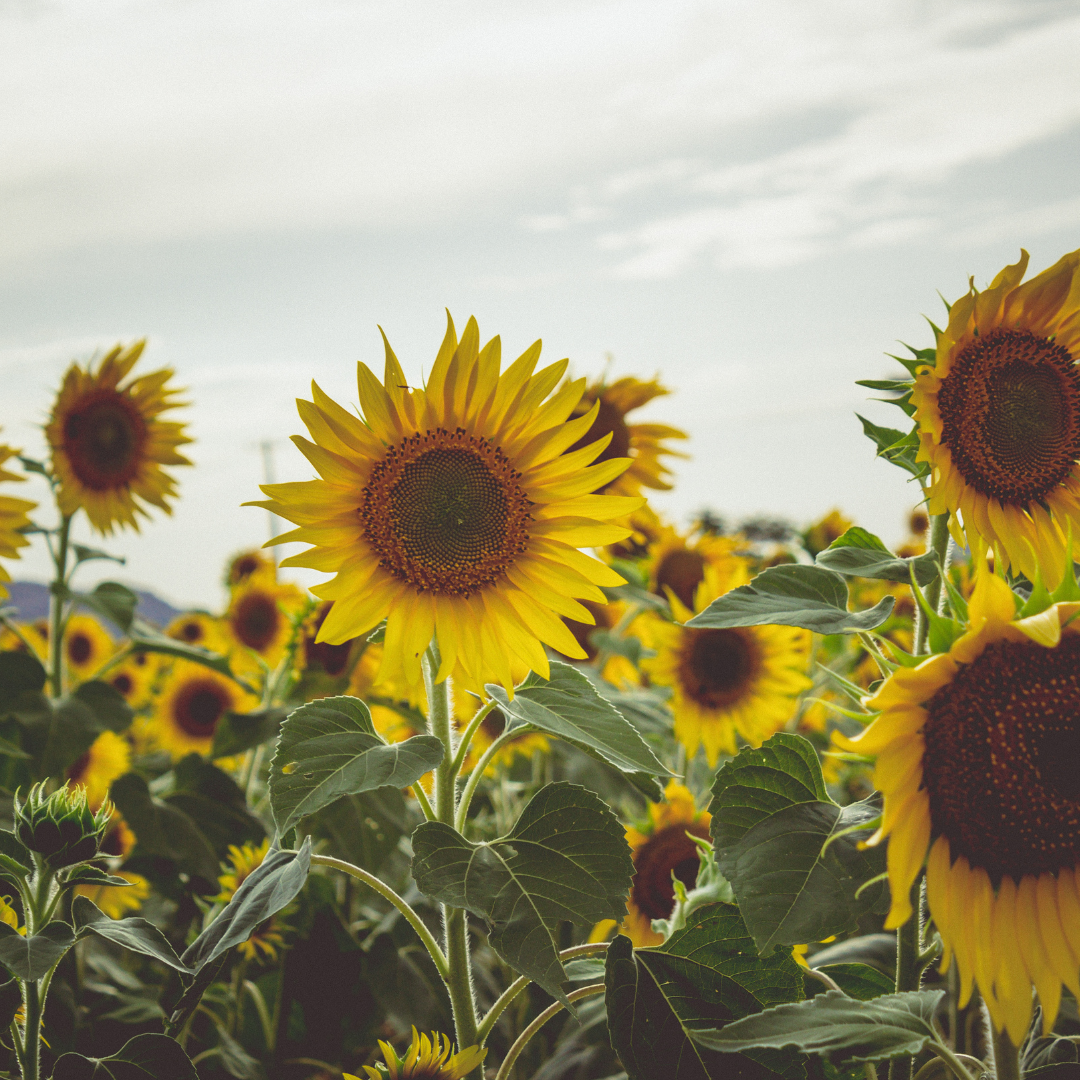 FRÜHLING/SOMMER